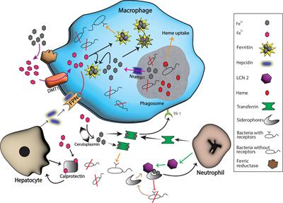 Frontiers | Key players in the regulation of iron homeostasis at